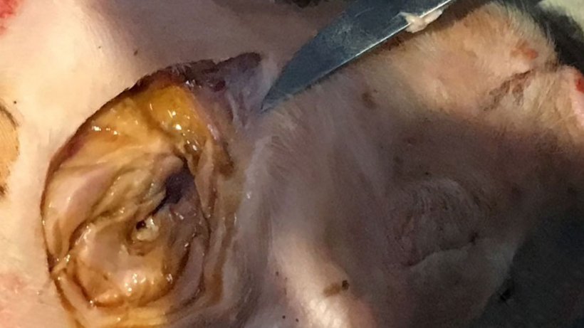 Фото 4. Четырехдневный поросенок с повреждением мышечной ткани вокруг места укола (шея) с отеком и коричневато-черным цветом.&nbsp;
